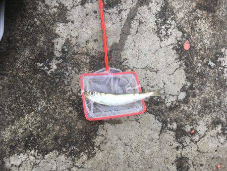 帰省遠征釣行(アウェイ実感)