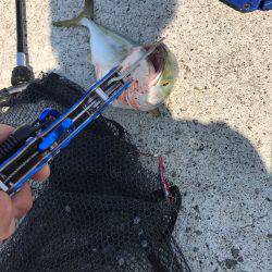 ハマチ入れ食い