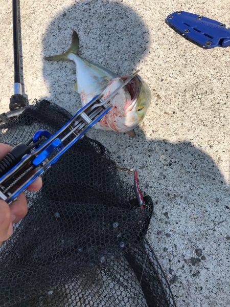 ハマチ入れ食い