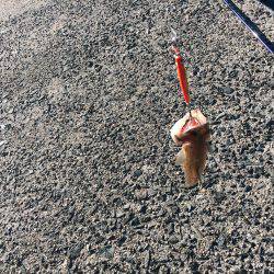 エソしか釣れなかった