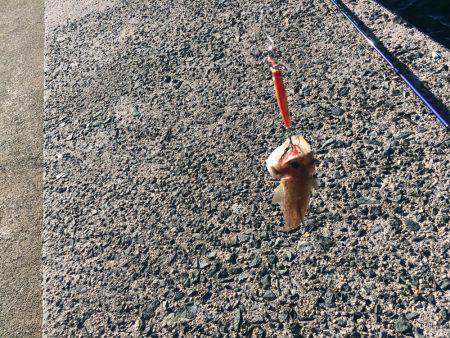 エソしか釣れなかった