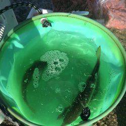 今日は手堅くアジ狙い