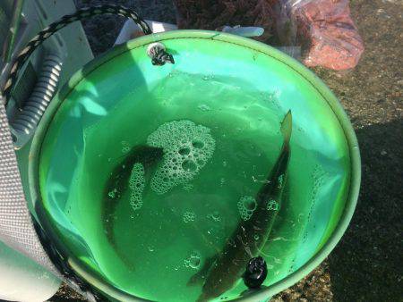 今日は手堅くアジ狙い