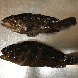 カサゴ2匹を唐揚げ