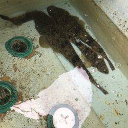 ボートマゴッチング！