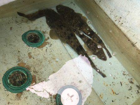 ボートマゴッチング！