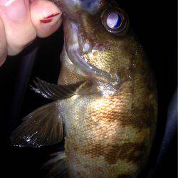 久しぶりのナイトアジング