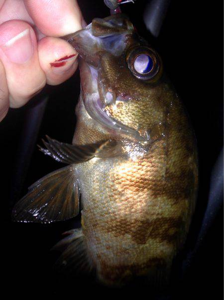 久しぶりのナイトアジング