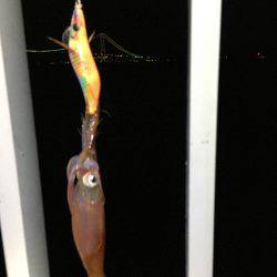 またまた、1匹のみ