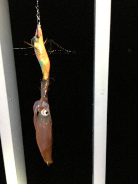 またまた、1匹のみ