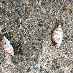 旅フィッシング！