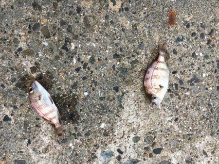 旅フィッシング！