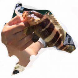 ロックフィッシュ探し！