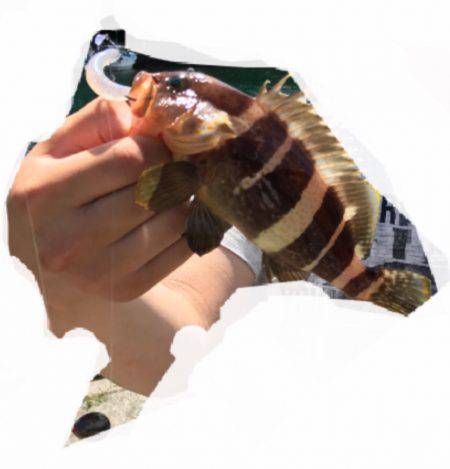 ロックフィッシュ探し！