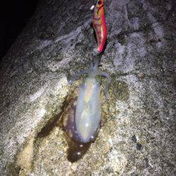 アオリイカ調査