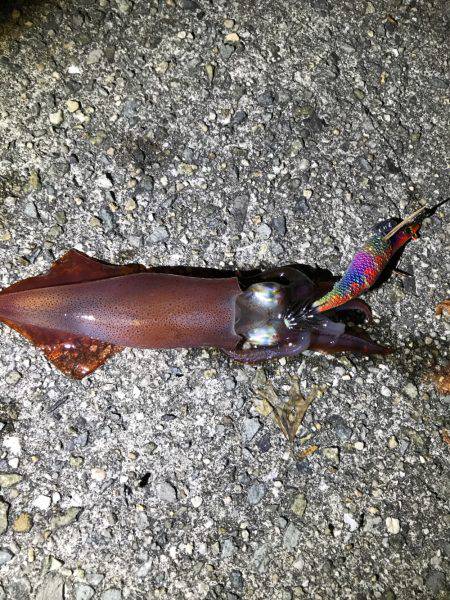 連日ケンサキイカ