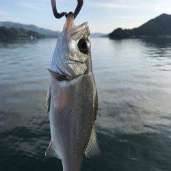 シーバスゲーム&カサゴ調査