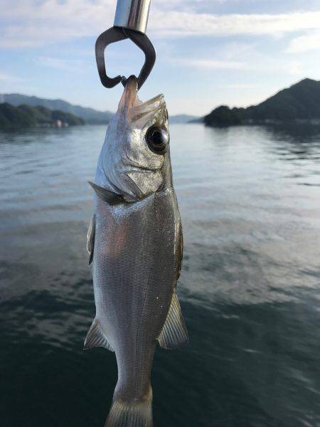 シーバスゲーム&カサゴ調査