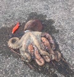 モンスタータコ