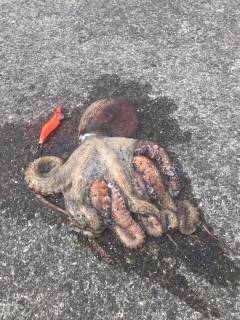 モンスタータコ