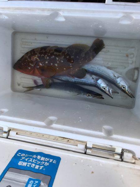 朝マズメ ジギング