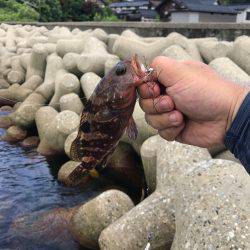 ワインドでライト青物