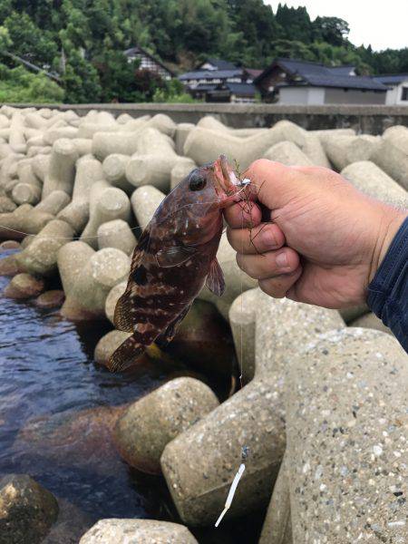 ワインドでライト青物