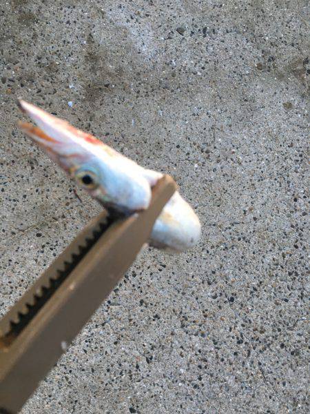 カマサーでゲット！