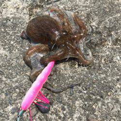 盆休み初日の釣果