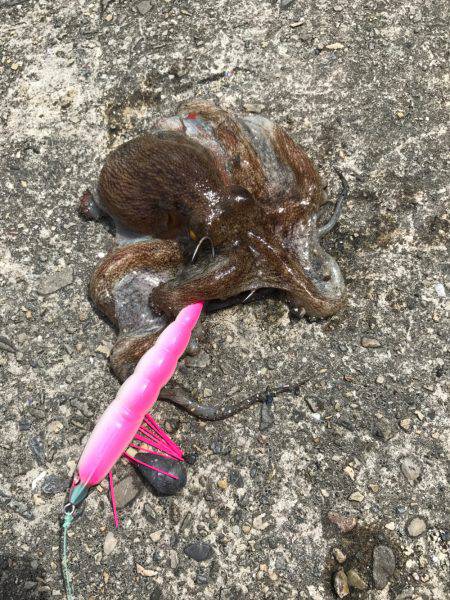 盆休み初日の釣果