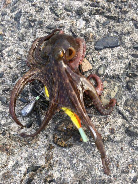 待ちに待った竿下ろし！