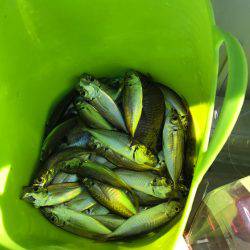 子供と盆休み釣行