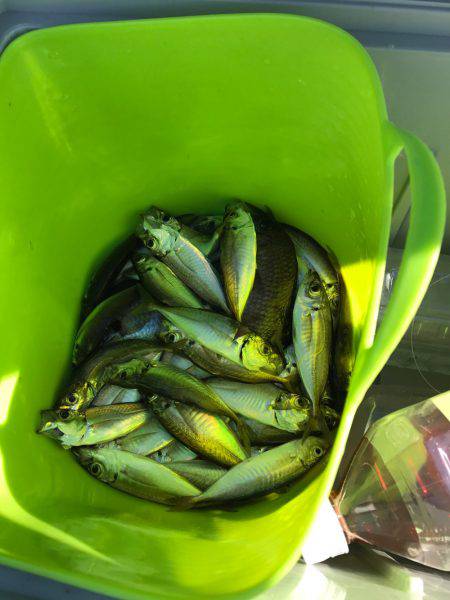 子供と盆休み釣行