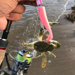 昼からマゴチ楠サーフ