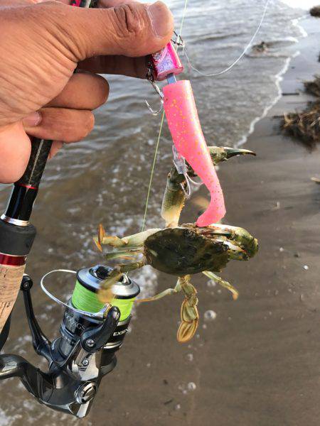 昼からマゴチ楠サーフ