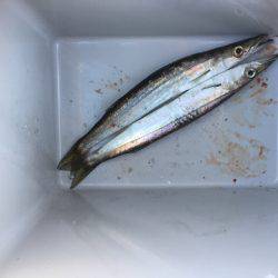 やっと加太で魚釣れた