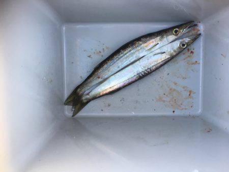 やっと加太で魚釣れた