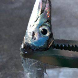 おることはおる!