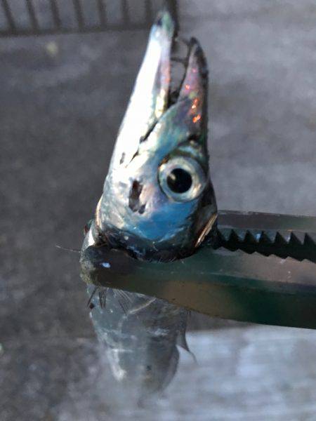 おることはおる!