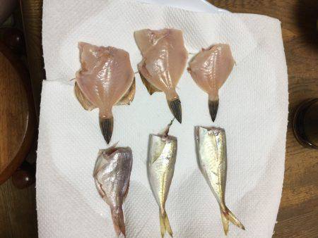 カワハギからの太刀魚