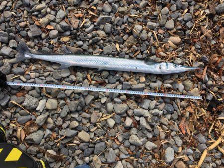 大里松原海岸 ダツゲー94cm