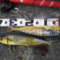 黒潮からの使者