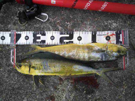 黒潮からの使者