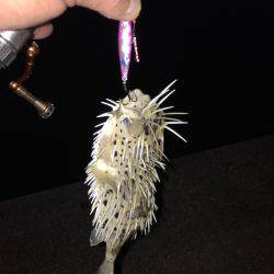 キャンプの合間に魚釣り