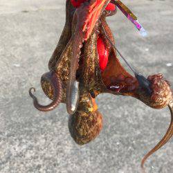 やっぱり、タコりました。