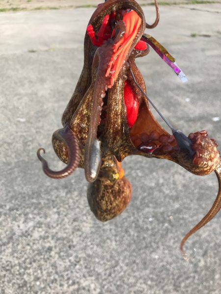 やっぱり、タコりました。