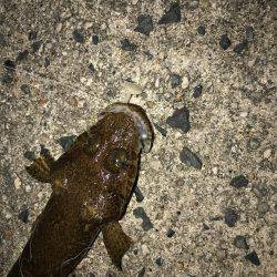 久しぶりのライト