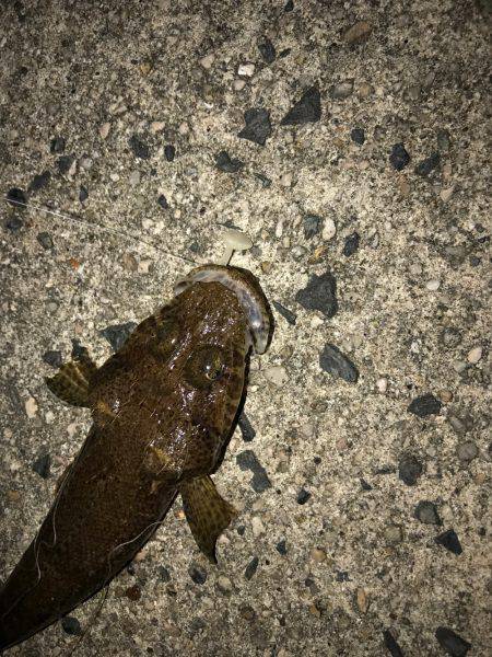 久しぶりのライト