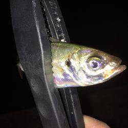 夜中からアジング