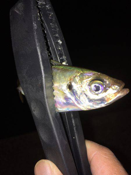 夜中からアジング